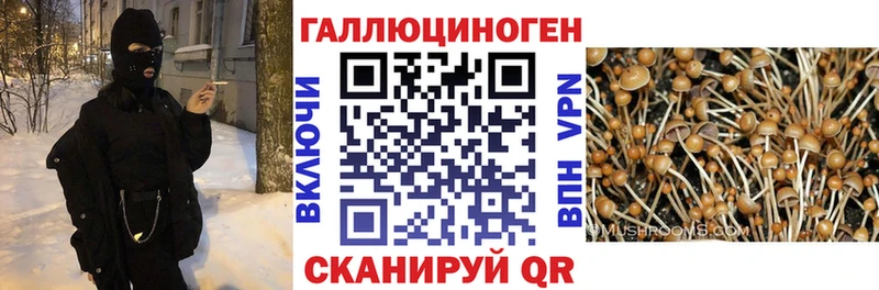 цены   Родники  Псилоцибиновые грибы мицелий 